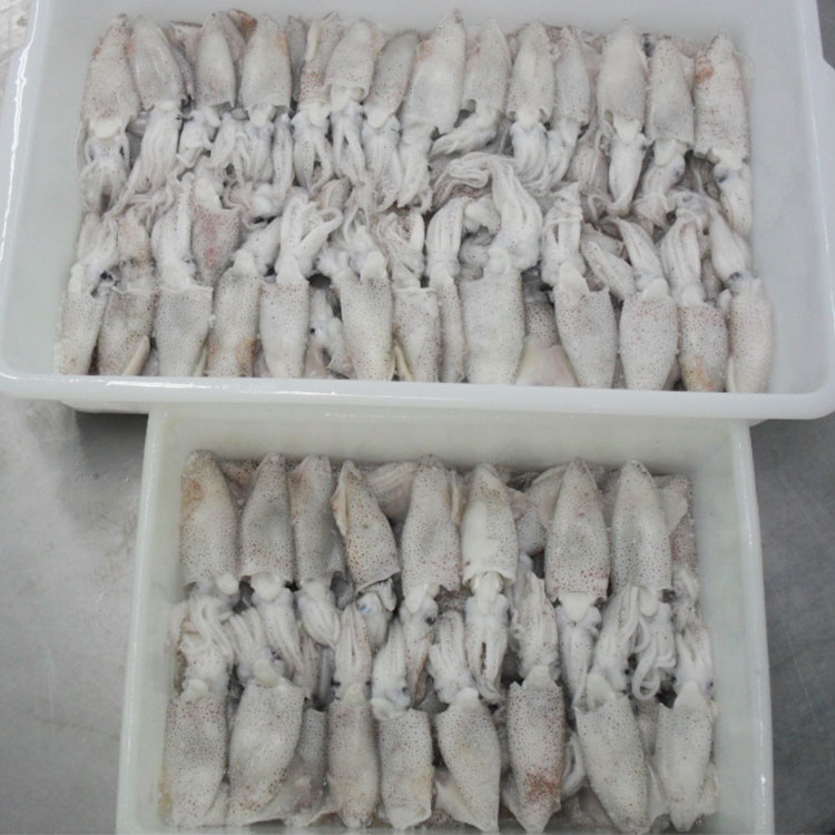 Calamares De Mar Congelados De Perú Redondos Enteros